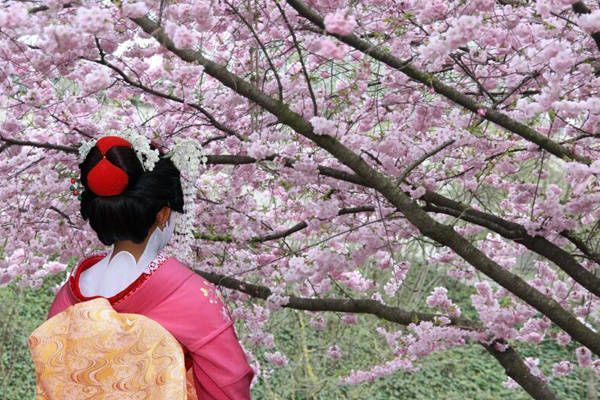 hanami japon