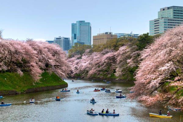 tokio hanami
